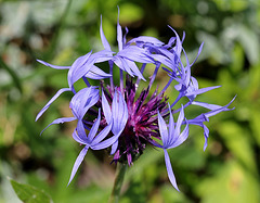 Centaurea montana (2)