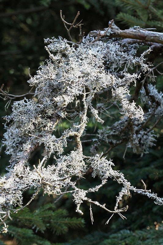 Branche de sapin colonnisée par des lichens