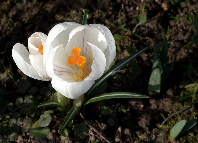 Crocus