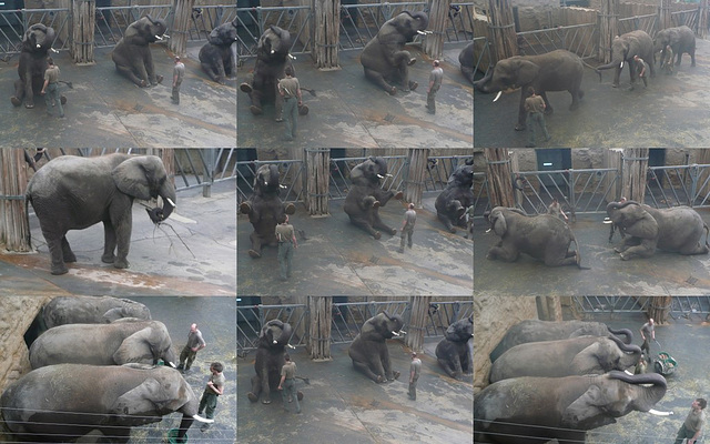 Elefanten im Zoo Dresden