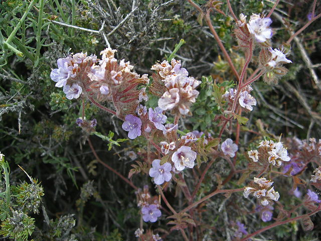 Flowers on Saline Valley Road (1834)