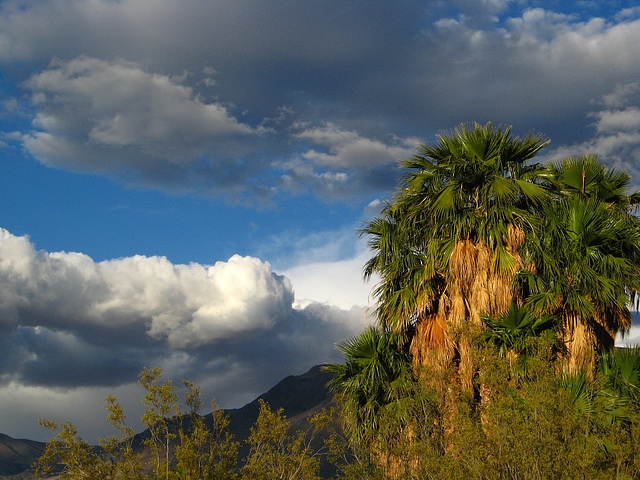 Palms at Volcano Pool (1837)