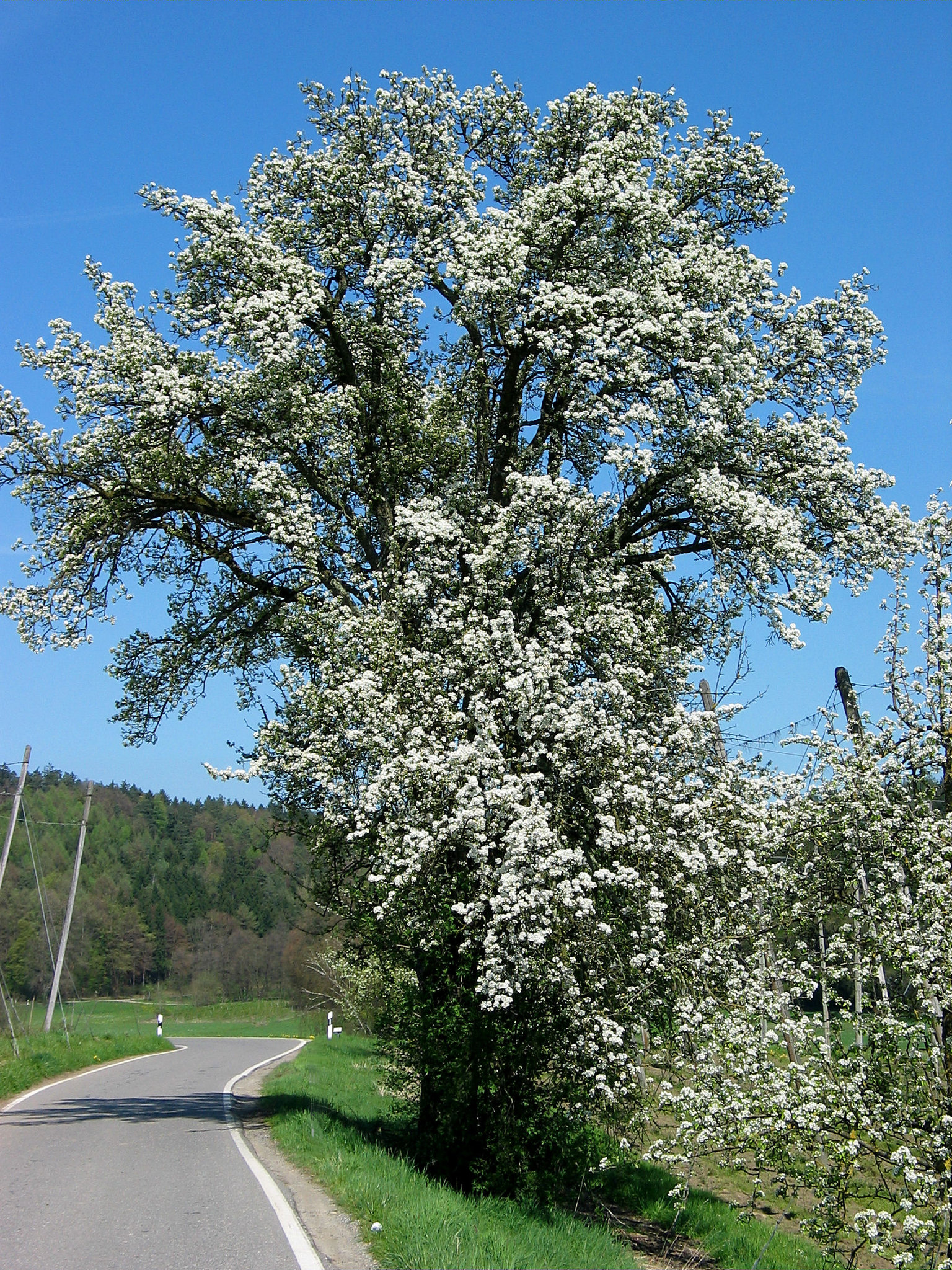 Blütenknäuel am Straßenrand