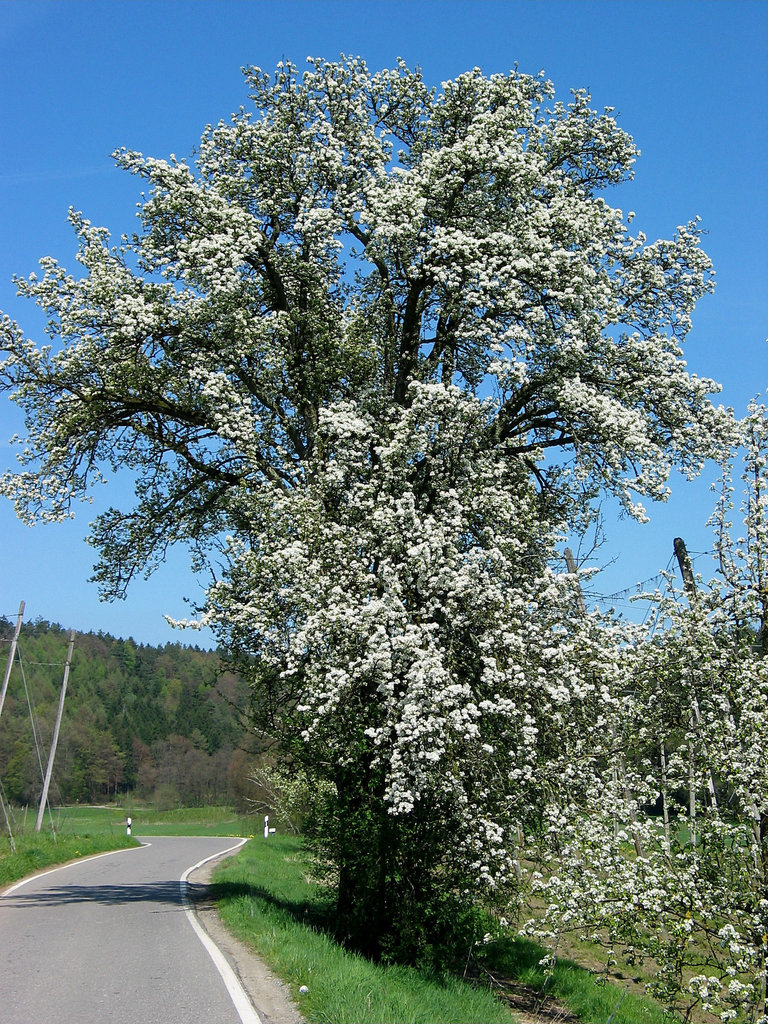 Blütenknäuel am Straßenrand