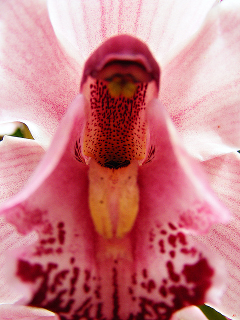 Orchid