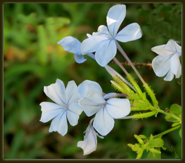 Blue Plumbago . .