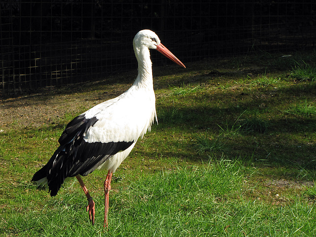 IMG 2447 Storch