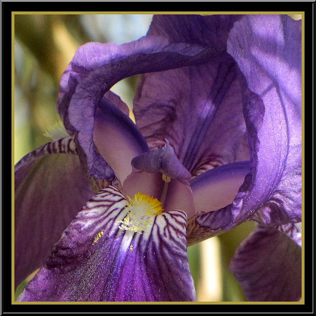 Coeur d'Iris