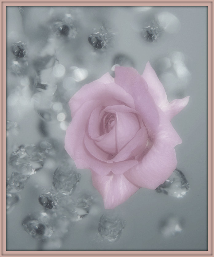 perles de rose