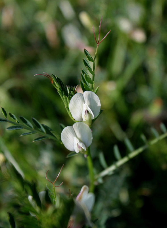 Vicia lutea (2)