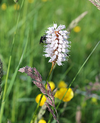 Polygonum bistorta