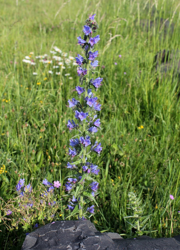 Echium vulgare