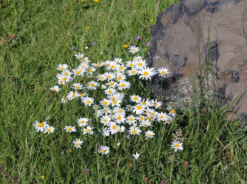 Leucothemum