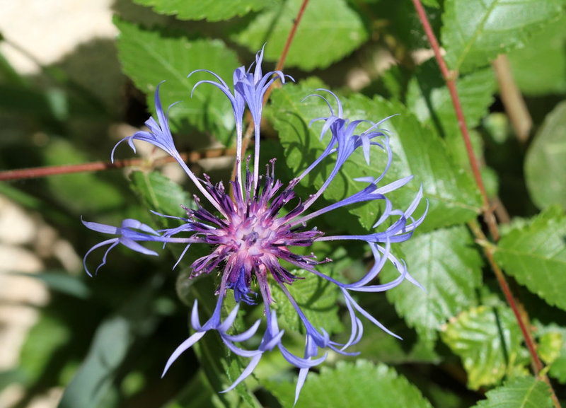 Centaurea montana (3)