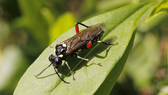 Macrophya punctumalbum