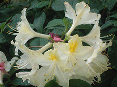 weiß-gelber Rhododendron