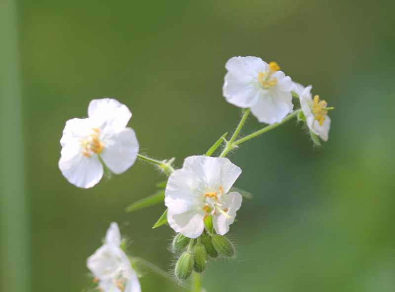Geranium phaeum album