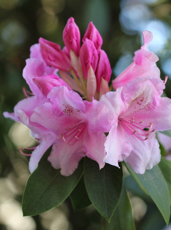 Rhododendron