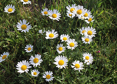 Leucanthemum