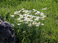 Chrysanthemum