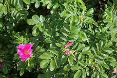 Rosa rugosa 2