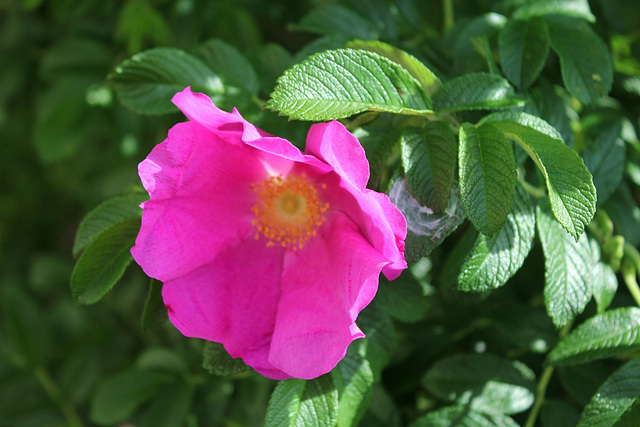 Rosa rugosa (2)