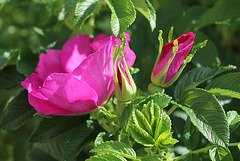 Rosa rugosa