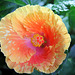 Hibiscus It's So Easy (2)