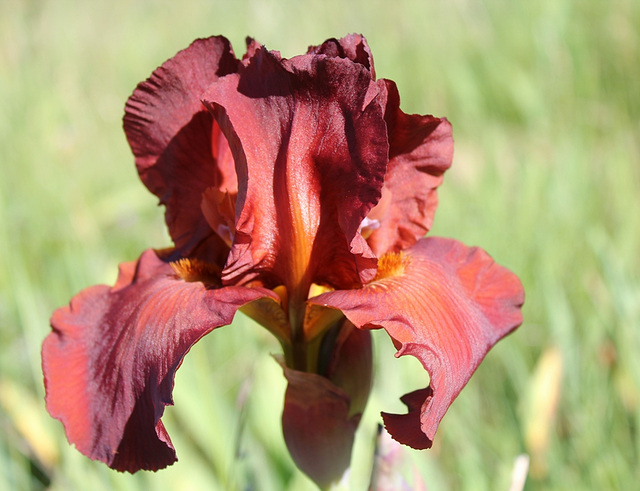 Iris Dutch Chocolate (2)