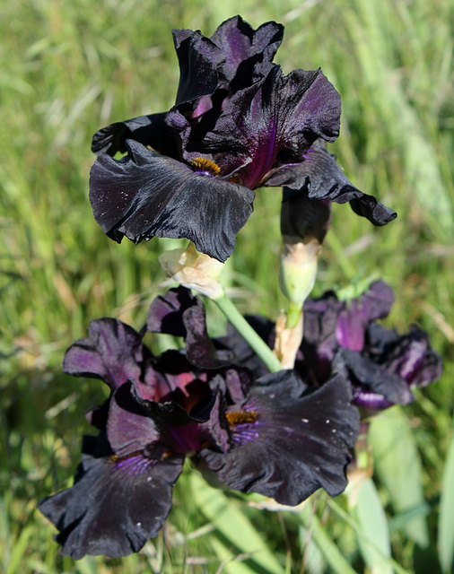 Iris Old Black Magic