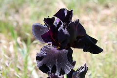 Iris Old Black Magic (2)