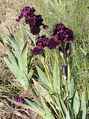 Iris Cherry Glen