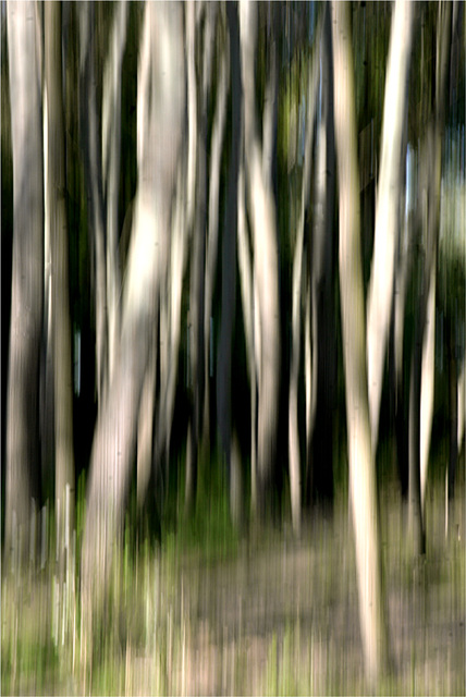 la forêt magique : l'infini