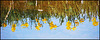 Daffodils deconstructed