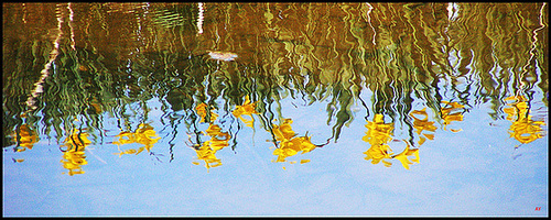 Daffodils deconstructed
