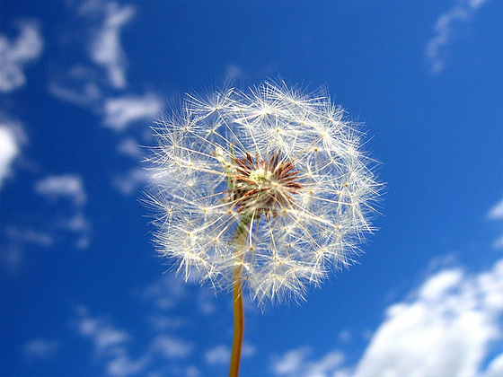 Pusteblume - blovfloro