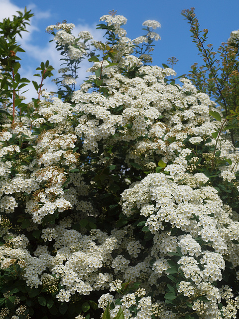 Sommerjasmin