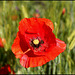 Coquelicot 2