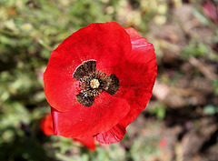 Coquelicot- Papaver rhoeas