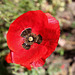 Coquelicot- Papaver rhoeas