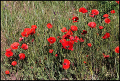 Coquelicots- Papaver rhoeas