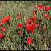 Coquelicots- Papaver rhoeas