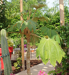 Tetrapanax