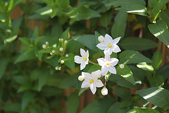 Solanum jasminoïdes- Jardin de Mme Irma