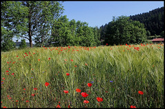 champs d'orge 9