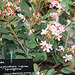 Raphiolepis indica springtime (2)