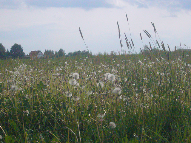 Wildblumenwiese