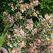 Raphiolepis indica springtime