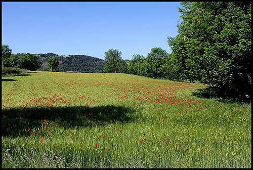 Champs d'orge 1