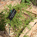 Pelargonium radula-